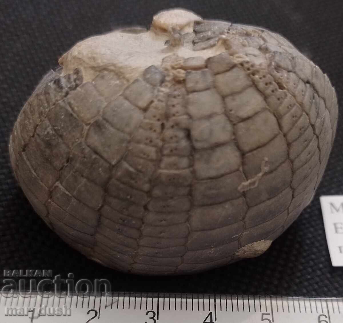 Фосил, морски таралеж. с цена 44.99 лв. | € 23.00