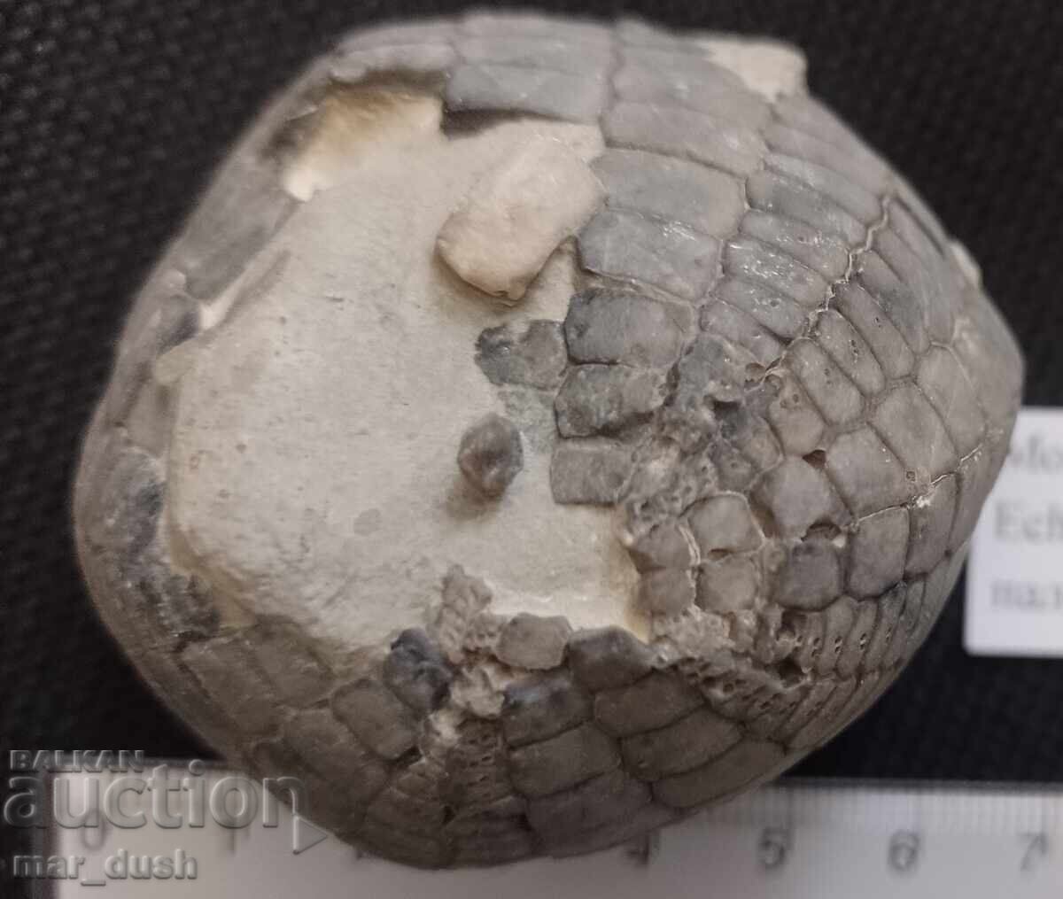 Licitație Fosil, arici de mare Licitație Fosil, arici de mare