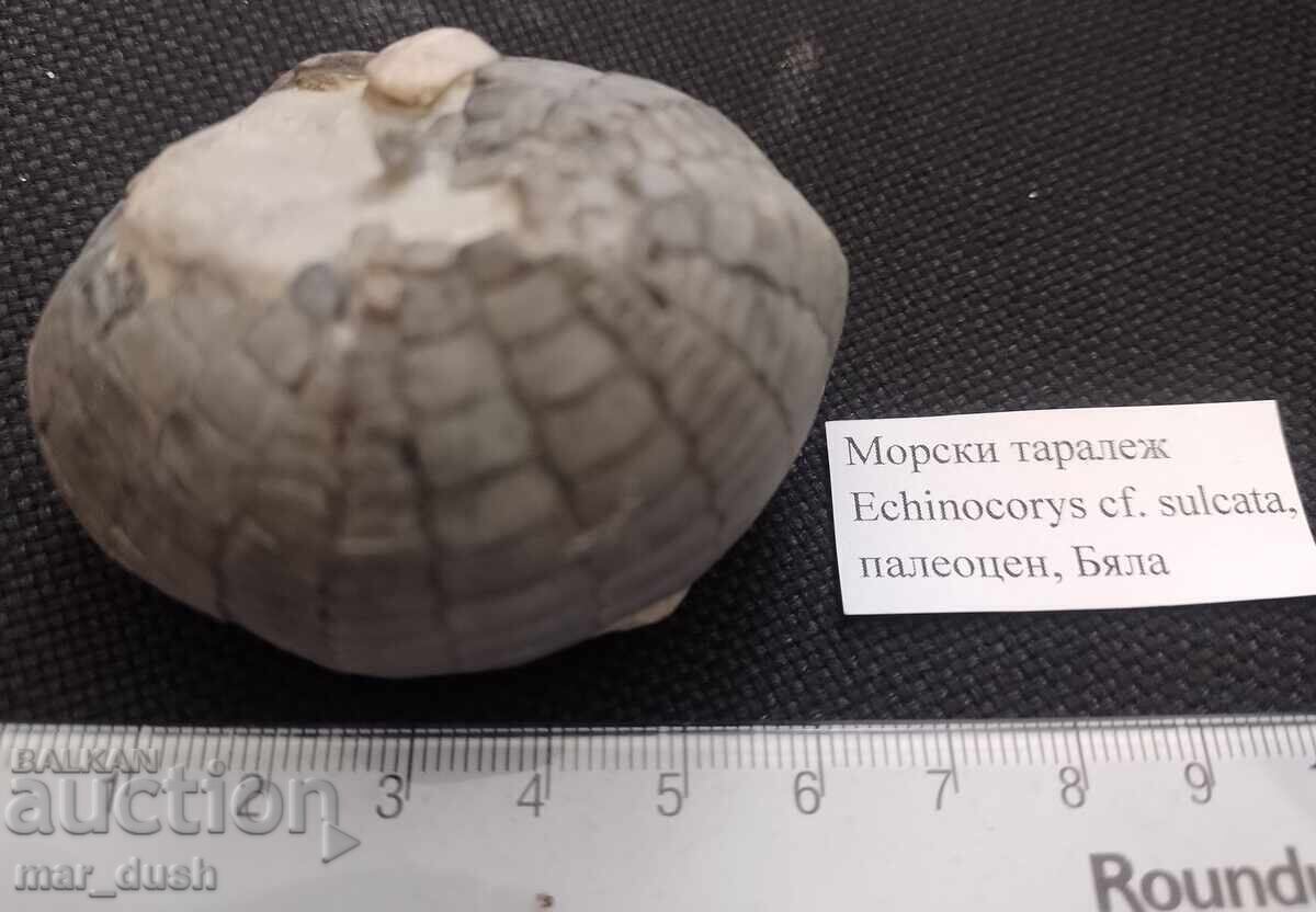 Фосил, морски таралеж.