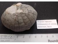 Fosil, arici de mare