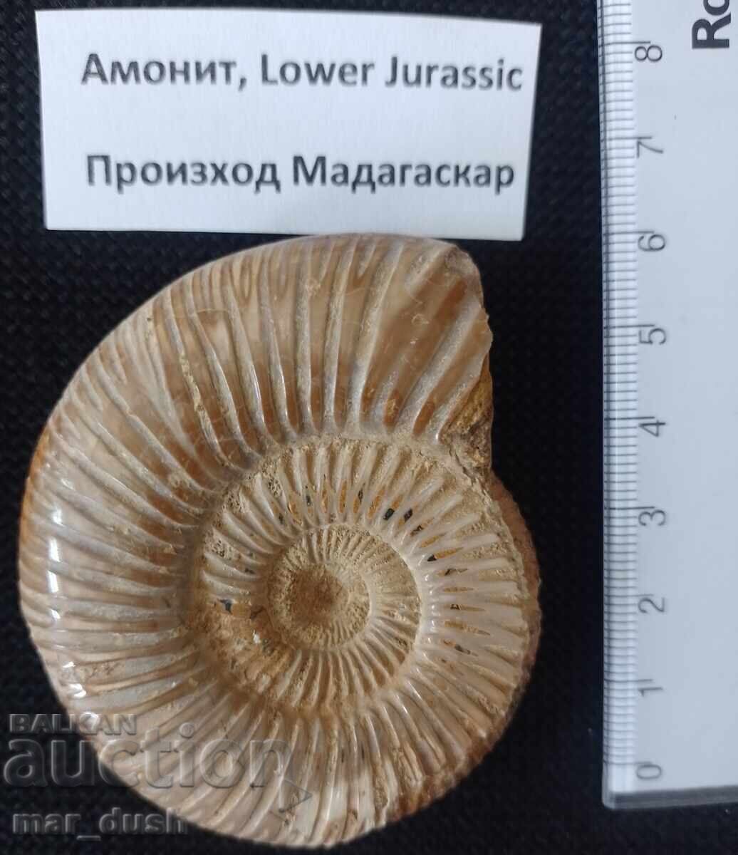 Фосил, амонит. Фосил, амонит.