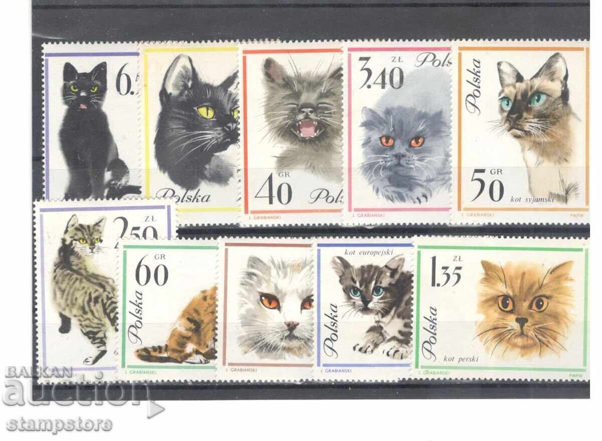 Polonia - Pisici Polonia - Pisici