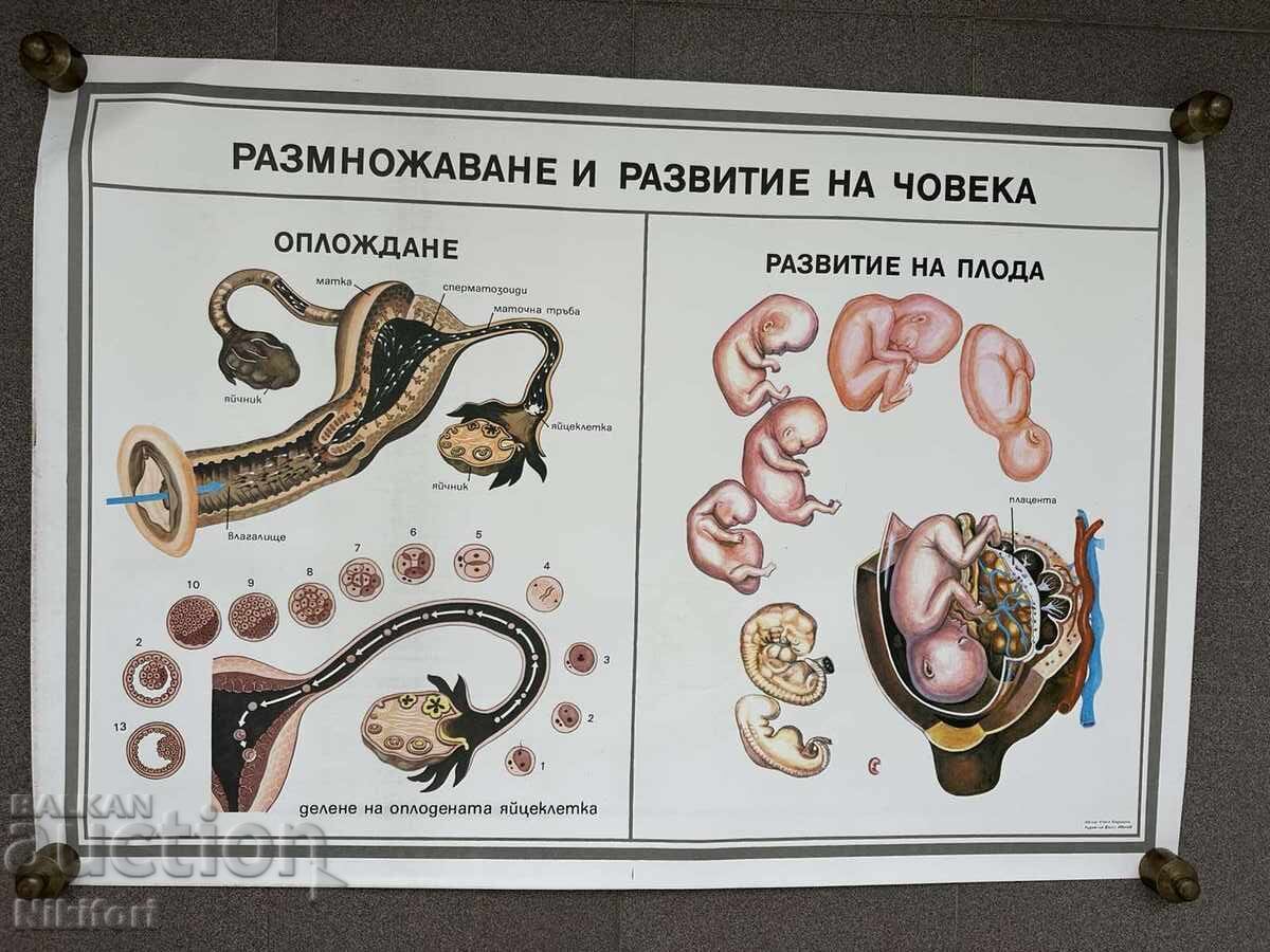 Παράδοση Σετ κοινωνικών εκπαιδευτικών ιατρικών αφισών