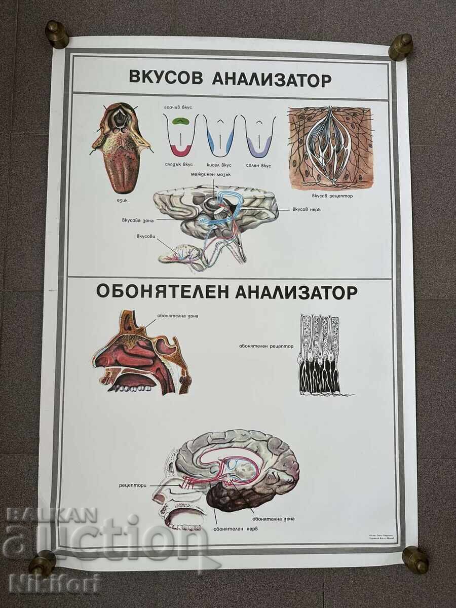 Σετ κοινωνικών εκπαιδευτικών ιατρικών αφισών - 5