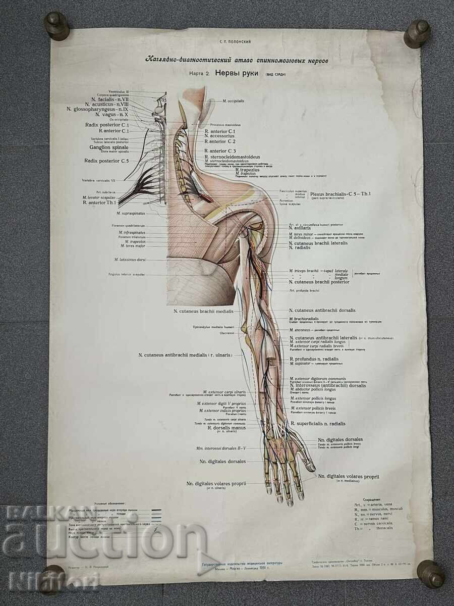 Set de afișe medicale sociale din 1951 cu preț € 80.00 | 156.47 BGN