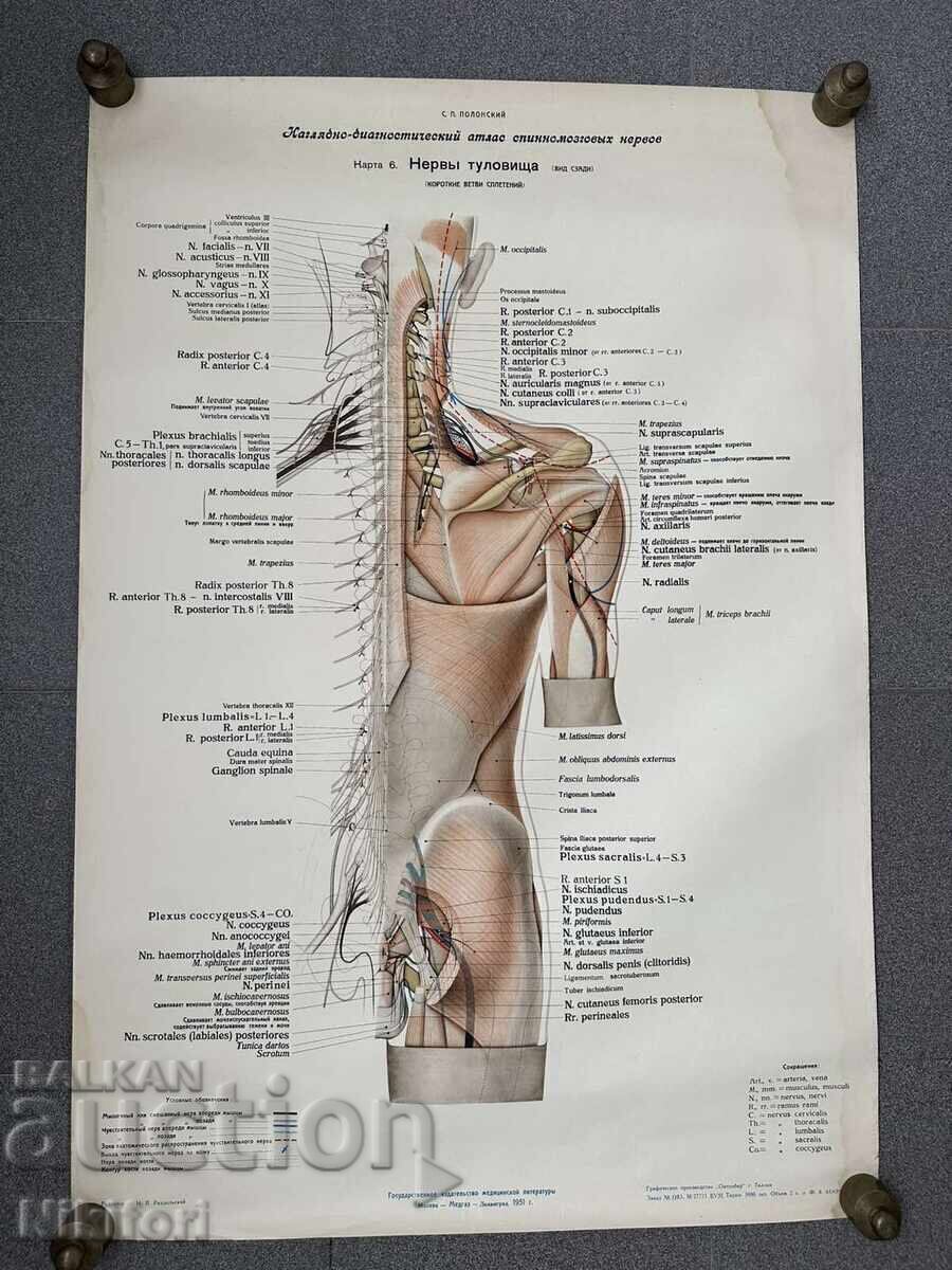 Set de afișe medicale sociale din 1951 - 6
