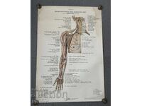 Σετ Κοινωνικών Ιατρικών Ποστερ 1951