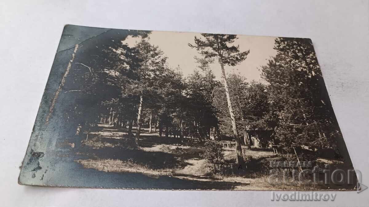 Photo of the City Park