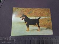 Κάρτα - σκύλος - Γιάγκντ Τέριερ