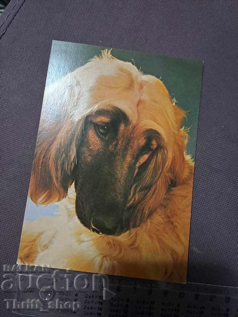 Κάρτα - σκύλος -