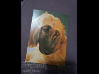 Κάρτα - σκύλος -