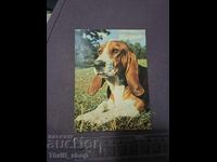 Κάρτα - σκύλος