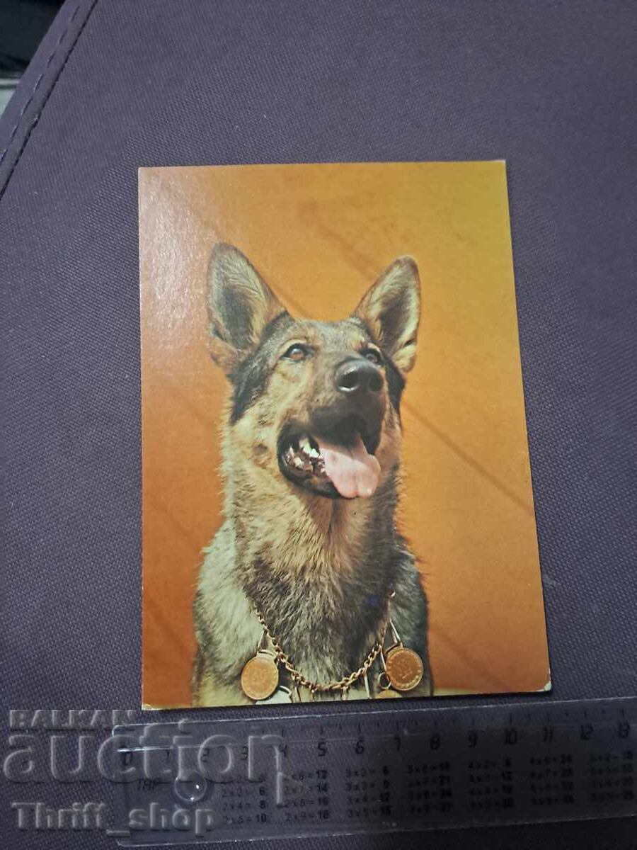 Κάρτα - σκύλος Κάρτα - σκύλος