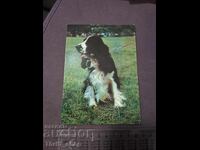 Card - dog - Cocker Spaniel