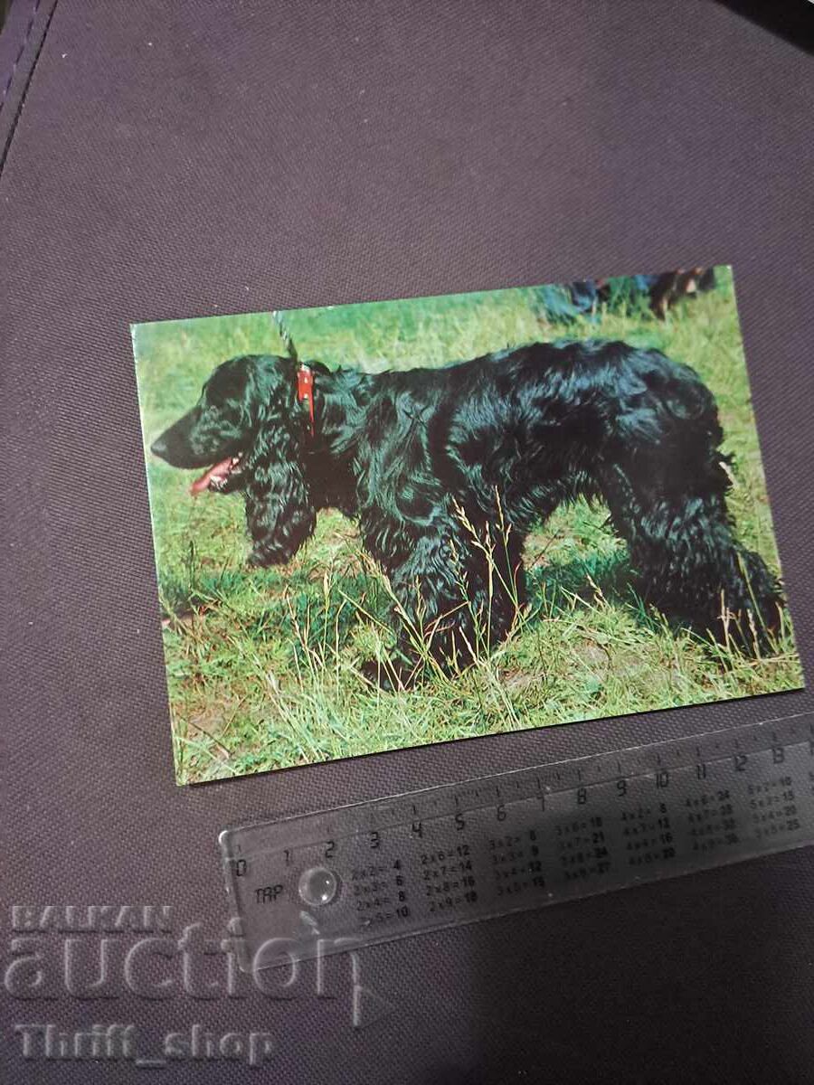 Картичка - куче - Кокер Шпаньол Картичка - куче - Кокер Шпаньол