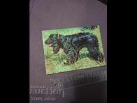 Card - dog - Cocker Spaniel