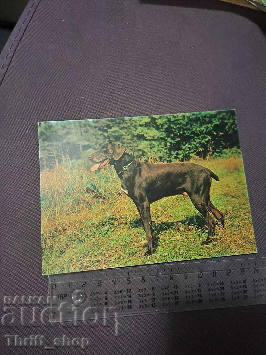 Card - dog - German breed Card - dog - German breed