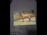 Картичка - куче - Германски брак