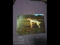 Картичка - куче - Aнглийски сетер