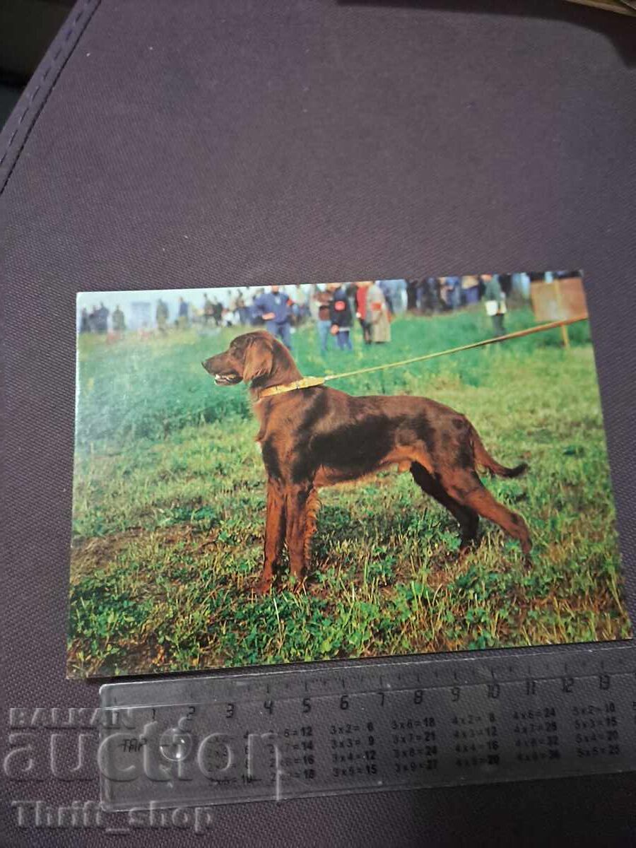 Κάρτα - σκύλος - Ιρλανδικό Σέττερ Κάρτα - σκύλος - Ιρλανδικό Σέττερ