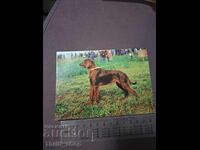 Картичка - куче - Ирландски  сетер