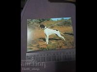 Картичка - куче - Пойнтер