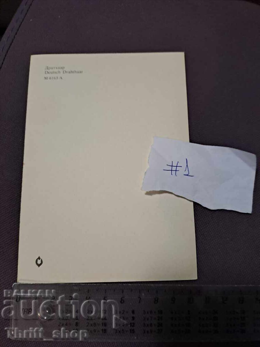 Card - dog - German Wirehaired Pointer with price 4.99 BGN | € 2.55 Card - dog - German Wirehaired Pointer with price 4.99 BGN | € 2.55