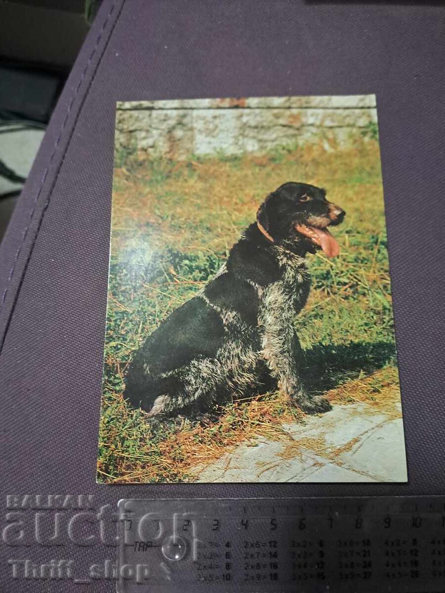 Card - dog - German Wirehaired Pointer Card - dog - German Wirehaired Pointer