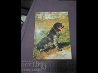 Картичка - куче - Дратхаар