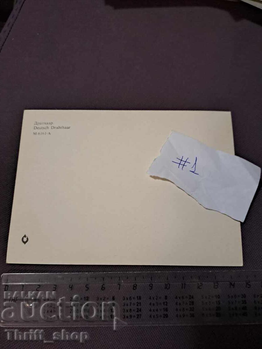 Card - dog - German Wirehaired Pointer with price 4.99 BGN | € 2.55 Card - dog - German Wirehaired Pointer with price 4.99 BGN | € 2.55