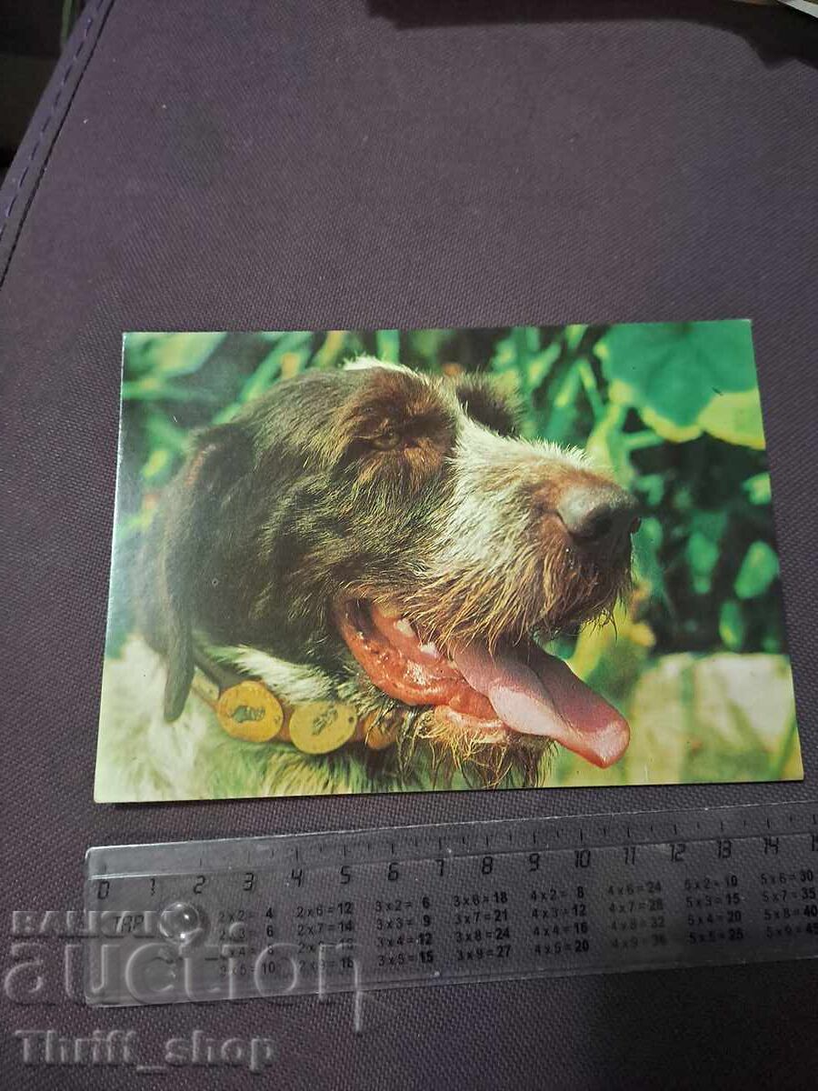 Card - dog - German Wirehaired Pointer Card - dog - German Wirehaired Pointer