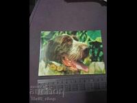 Картичка - куче - Дратхаар