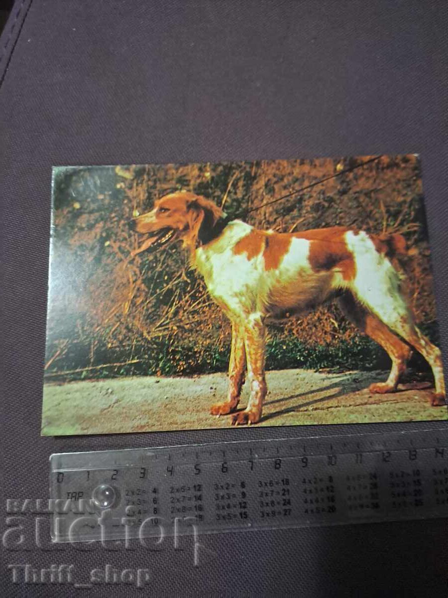 Κάρτα - σκύλος - Βρετανικός Σπανιέλ Κάρτα - σκύλος - Βρετανικός Σπανιέλ