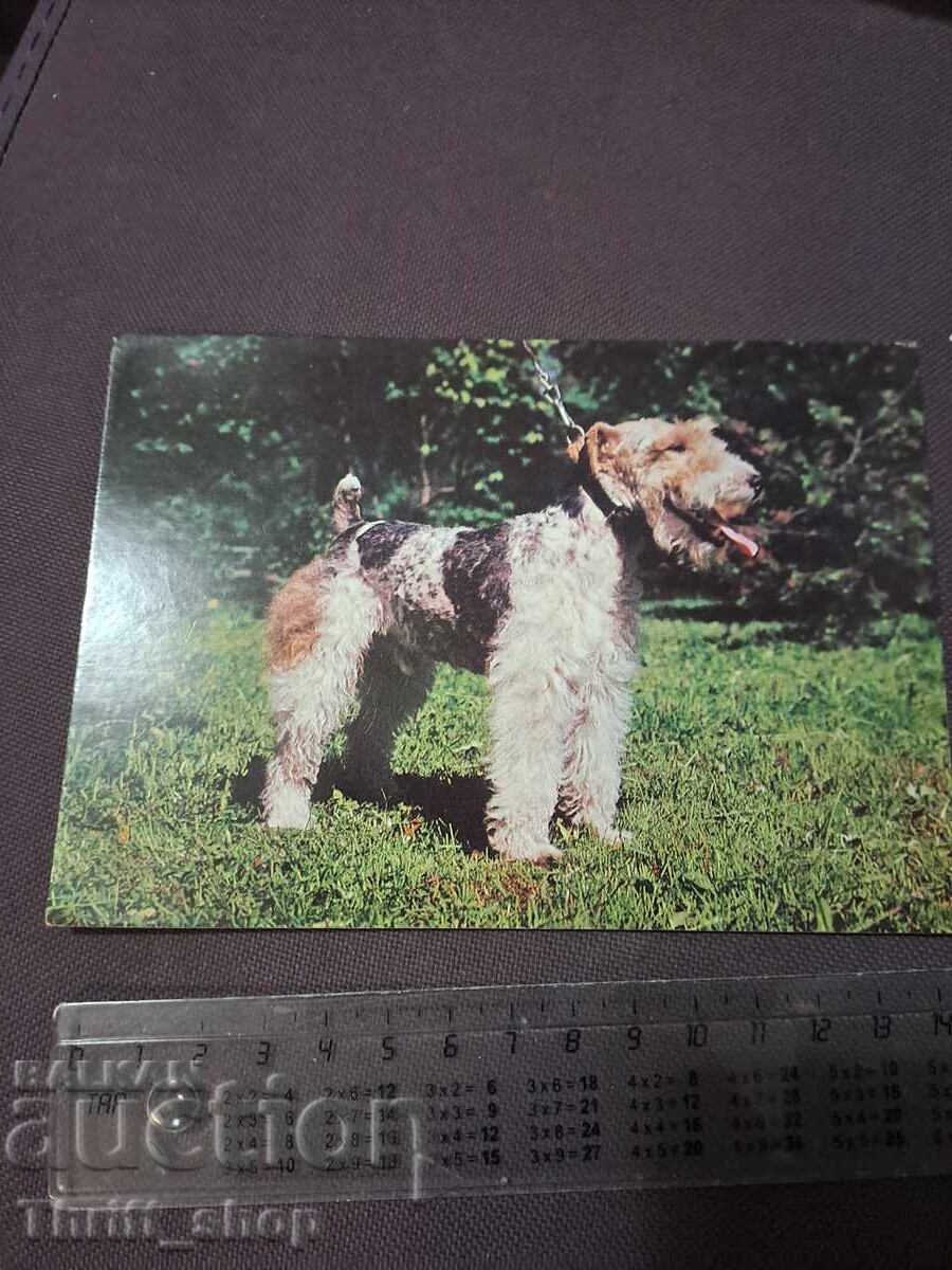 Felicitare - câine - Fox Terrier