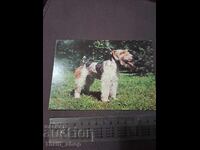 Κάρτα - σκύλος - Φοξτέριερ