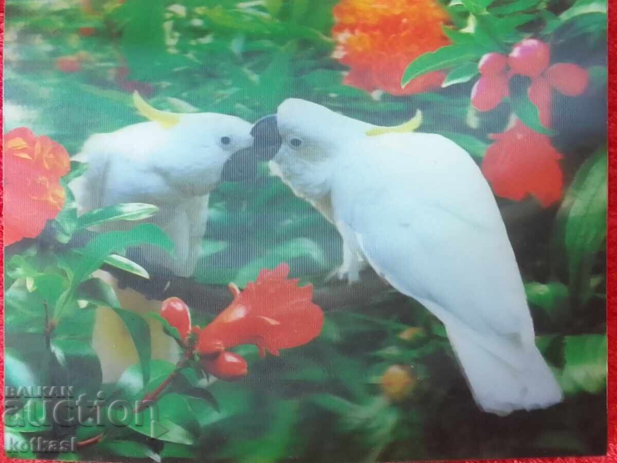 Auction Old Stereo Card Birds Parrots 3D Auction Old Stereo Card Birds Parrots 3D
