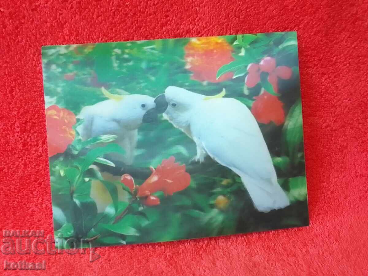 Delivery of Old Stereo Card Birds Parrots 3D Delivery of Old Stereo Card Birds Parrots 3D