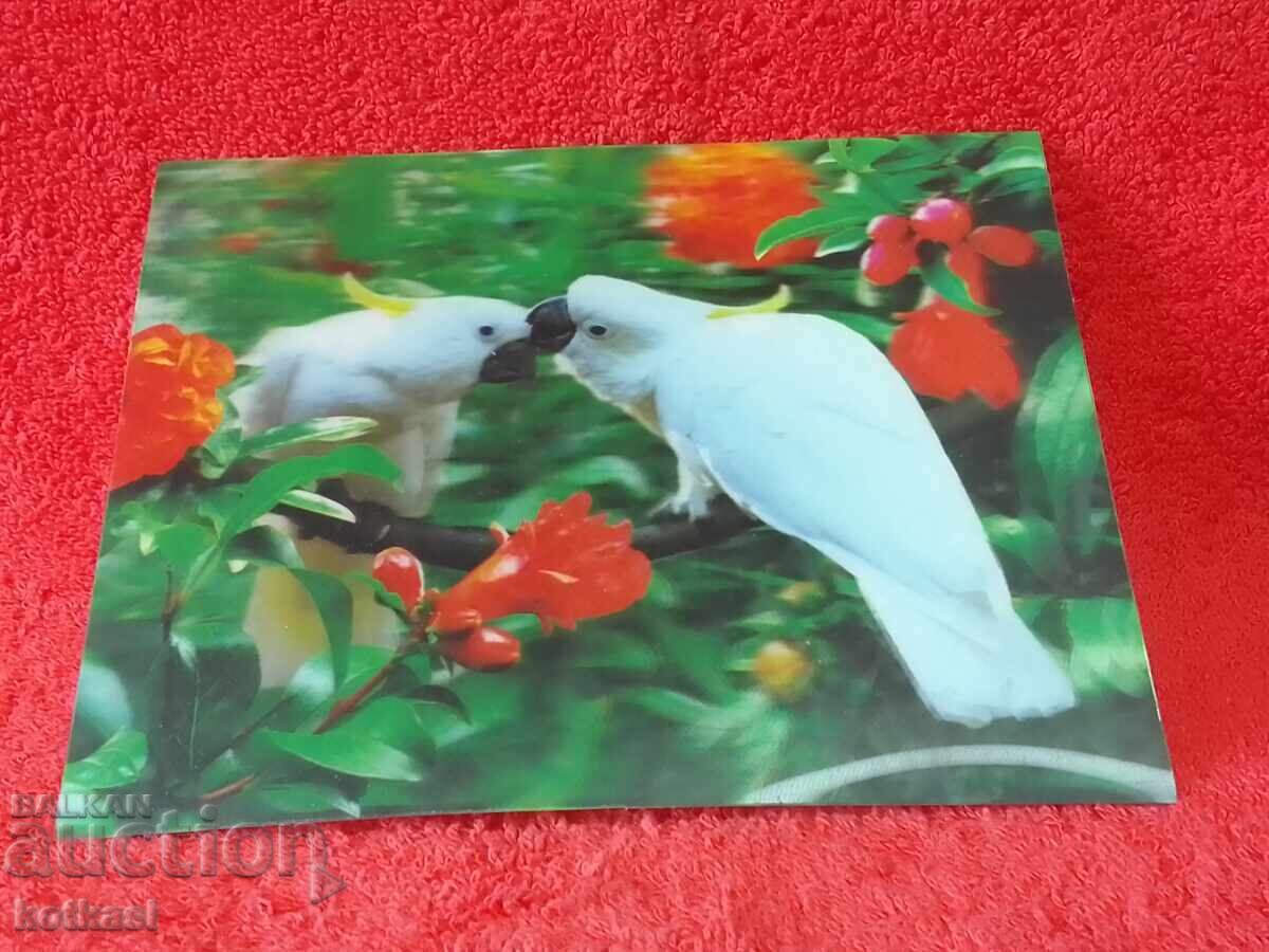 Old Stereo Card Birds Parrots 3D - 6 Old Stereo Card Birds Parrots 3D - 6