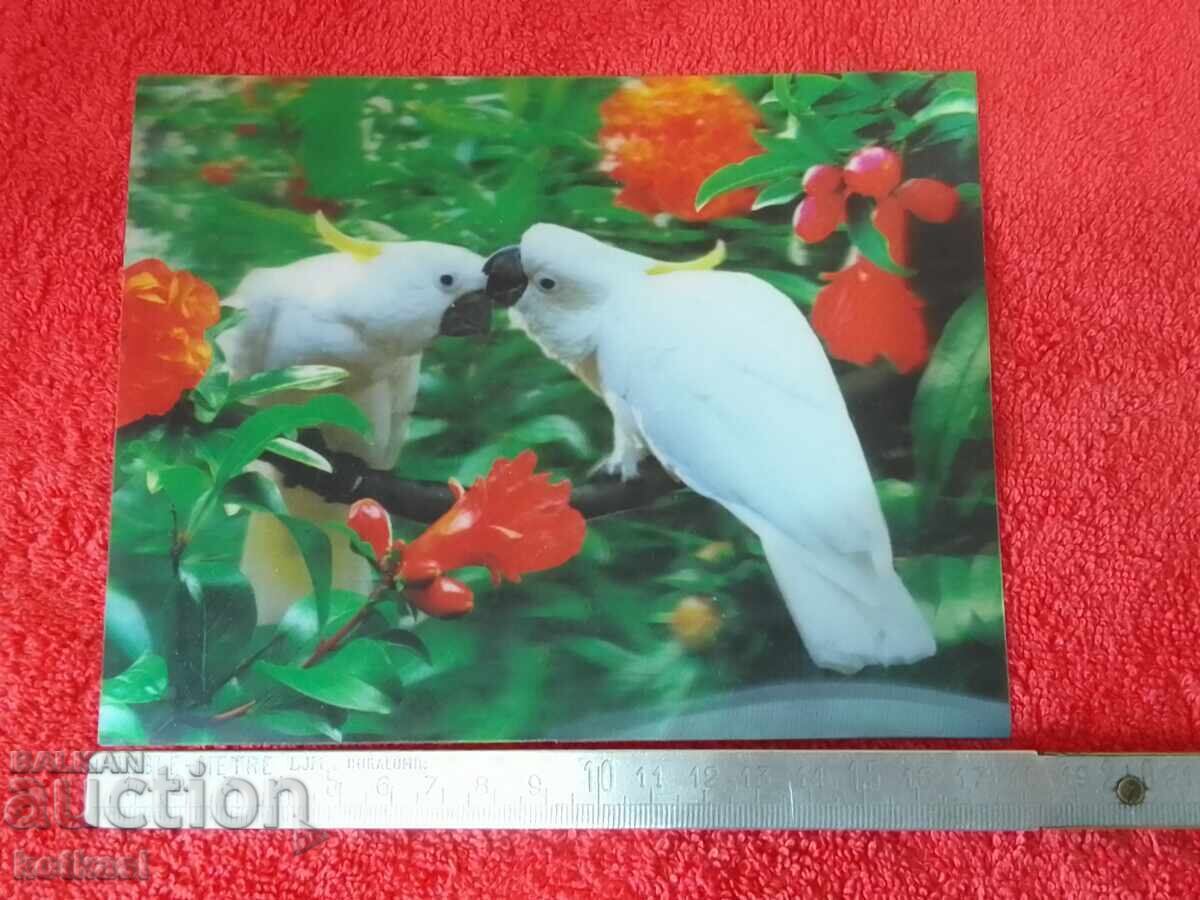Old Stereo Card Birds Parrots 3D Old Stereo Card Birds Parrots 3D