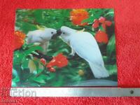 Old Stereo Card Birds Parrots 3D