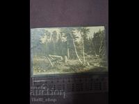 Пощенска картичка Рубка лес