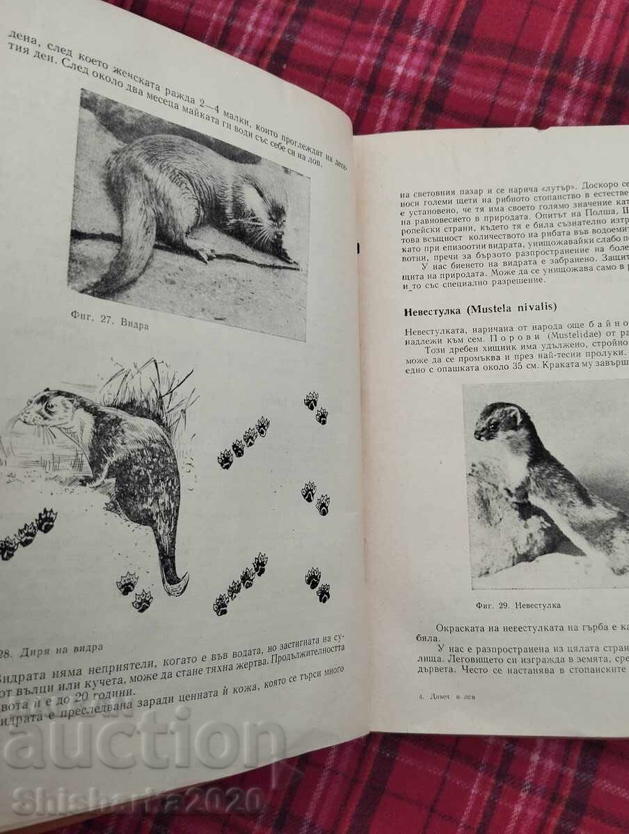 Παράδοση Άγρια φύση και κυνήγι