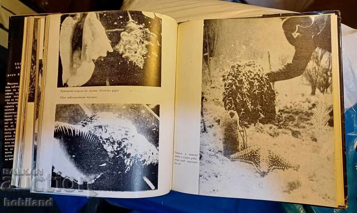 Licitație Expediția Cayo Largo
