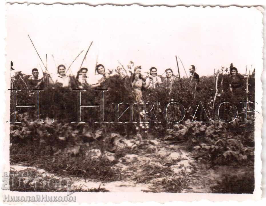 1944 FOTOGRAFIE MICĂ VECHE VIDIN GRĂDINA DE LEGUME D807