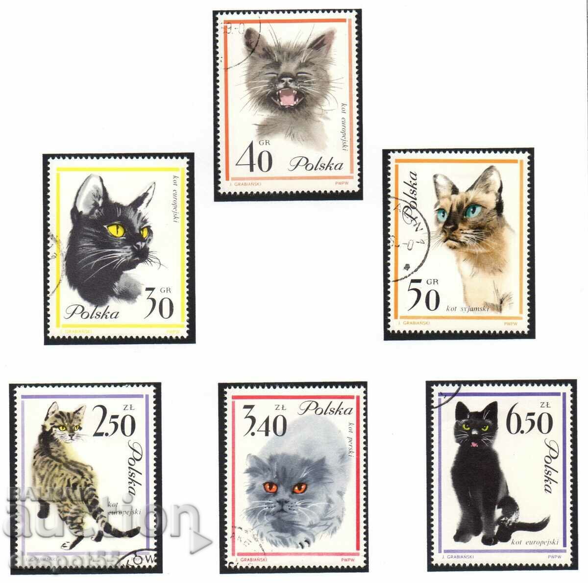 1964. Polonia. Pisicile.