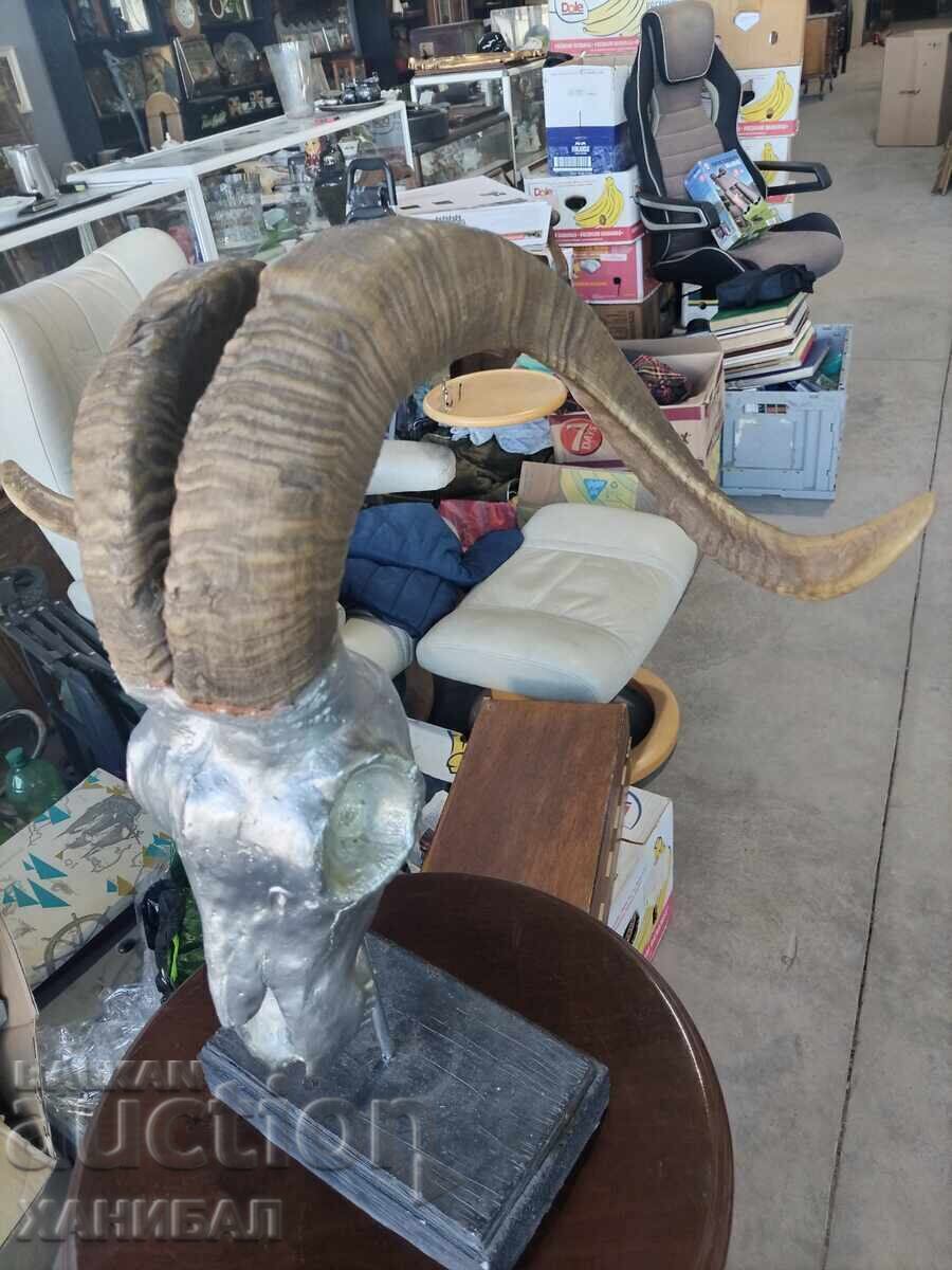 Licitație TROFEU DE VÂNĂTOARE