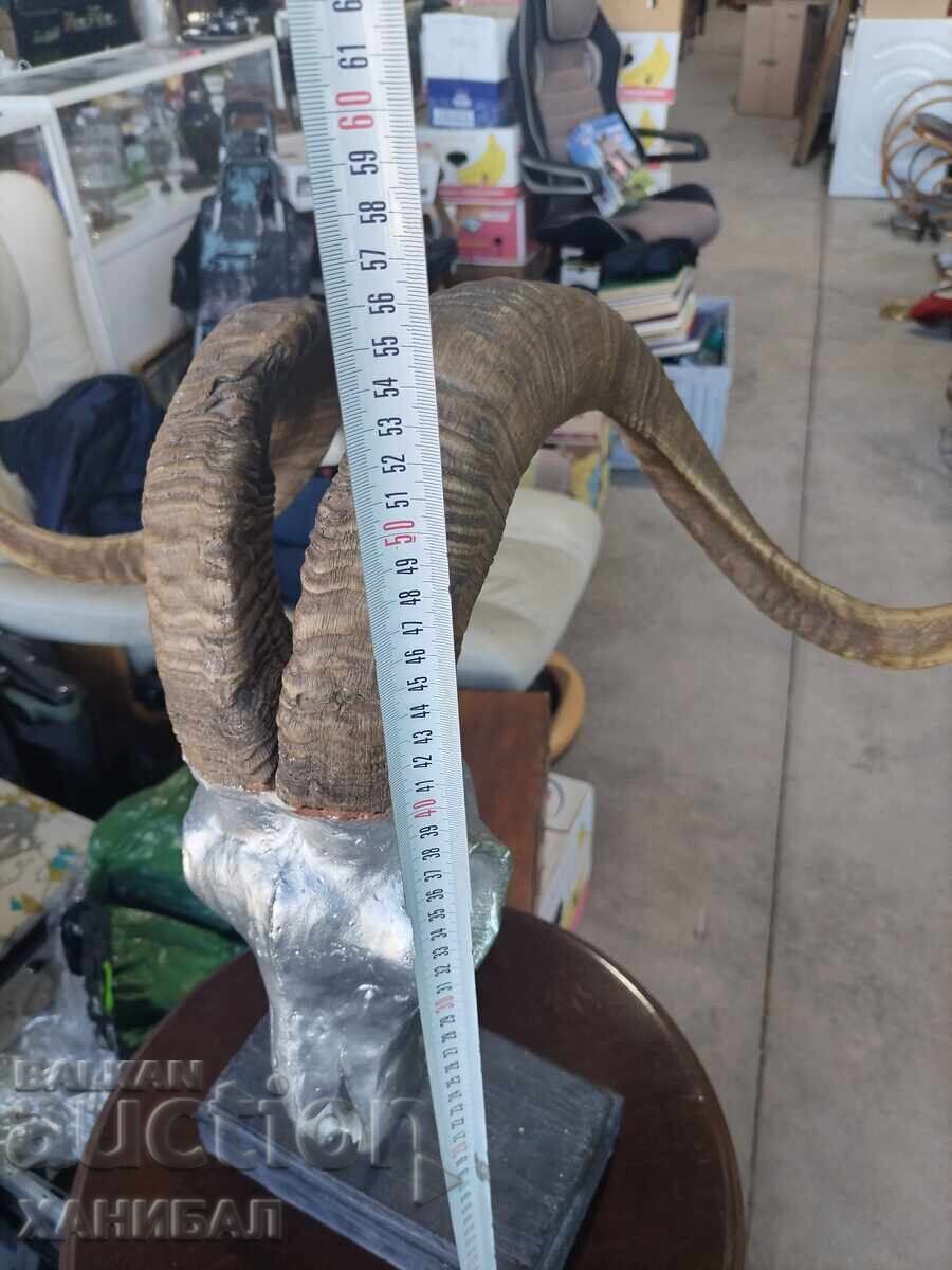 Delivery of HUNTING TROPHY