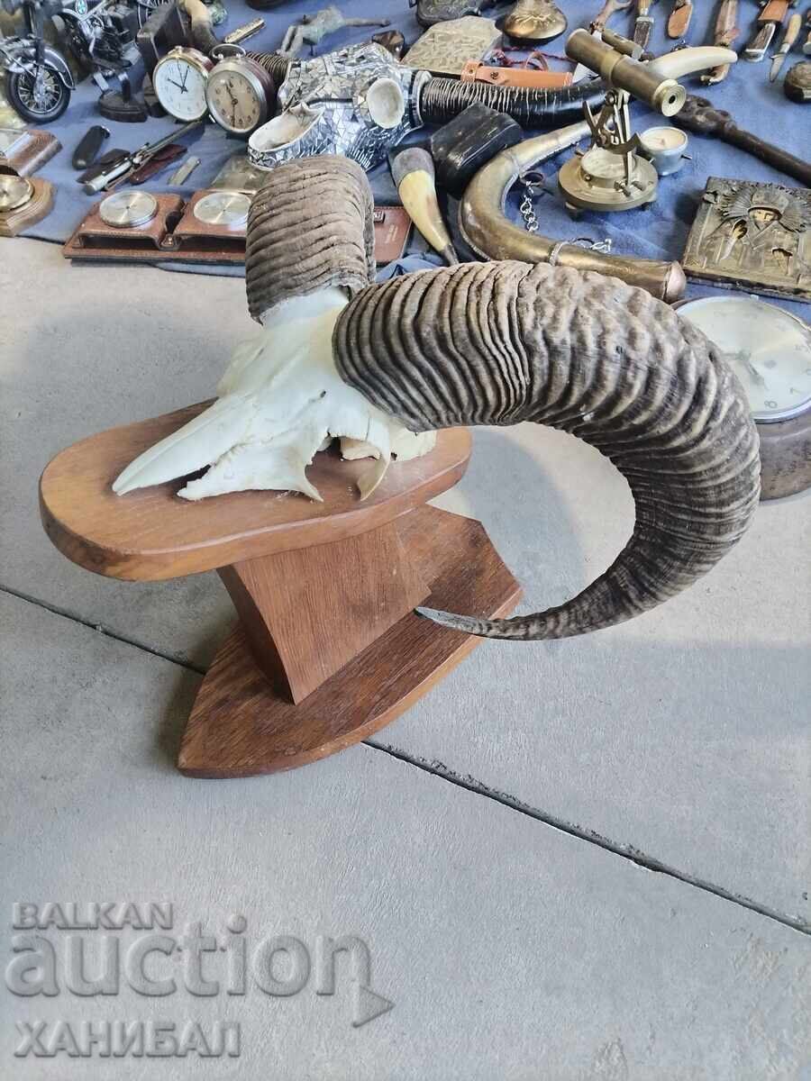MUFLON HUNTING TROPHY with price 180.00 BGN | € 92.03 MUFLON HUNTING TROPHY with price 180.00 BGN | € 92.03