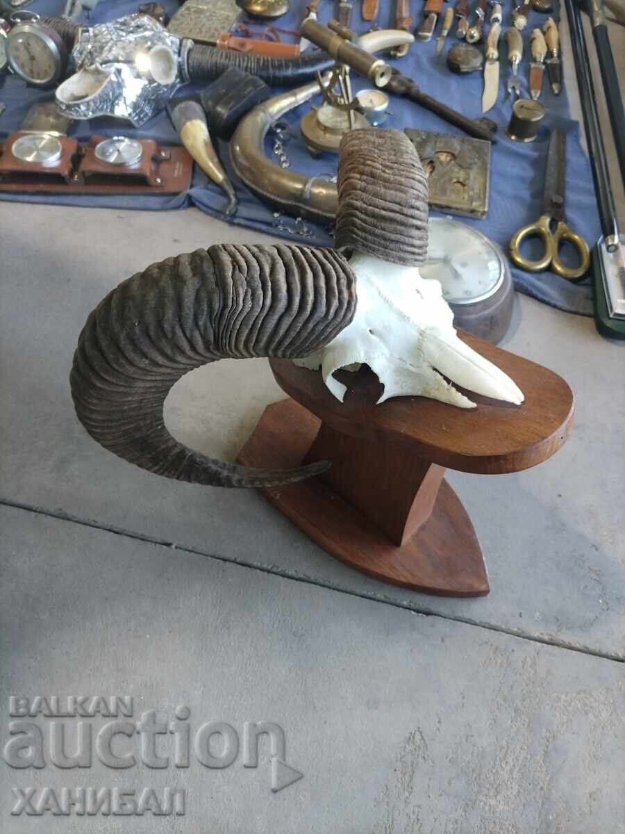 Auction MUFLON HUNTING TROPHY Auction MUFLON HUNTING TROPHY