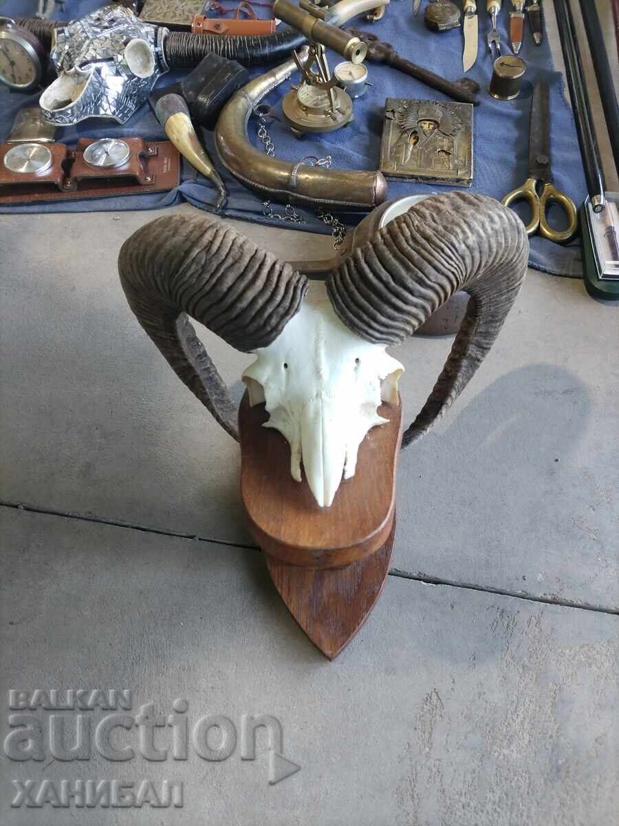 MUFLON HUNTING TROPHY MUFLON HUNTING TROPHY